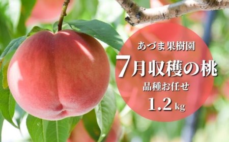No.2327もも　7月収穫の桃　約1.2kg【2024年発送】