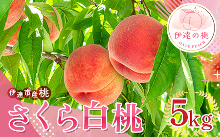 さくら白桃 5kg 福島県伊達市産 桃 フルーツ 果物  F20C-836