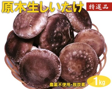 原木生しいたけ　1kg　特大厚肉品 特選品 贈答用 農薬不使用 脱炭素 ※離島への配送不可_DR02