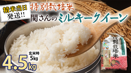 《 特別栽培米 》 令和5年産 精米日出荷 関さんの「 ミルキークイーン 」 4.5kg ( 玄米時 5kg ) 新鮮 精米 米 こめ コメ 特別栽培農産物 認定米
