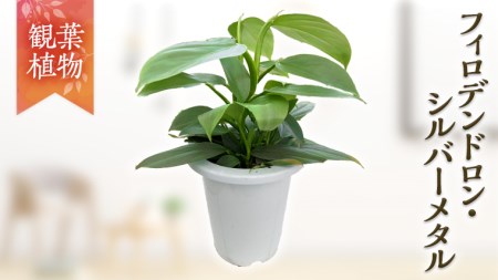 【 観葉植物 】 フィロデンドロン・シルバーメタル 1鉢 ガーデニング 植物 花 鉢 緑