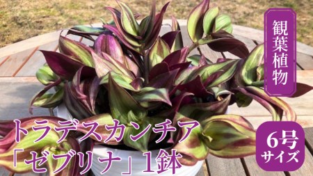 【 観葉植物 】 トラデスカンチア 「 ゼブリナ 」 1鉢 ( 6号サイズ ) ガーデニング 室内 植物 花 鉢 緑 トラカン