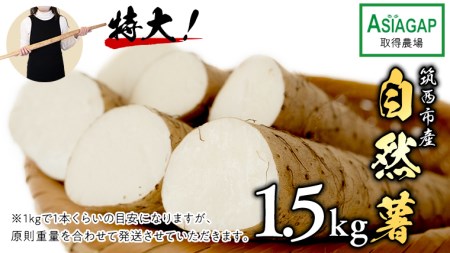 先行予約【 茨城県 筑西市産 】 自然薯 1.5kg じねんじょ とろろ 山菜 [DD002ci]