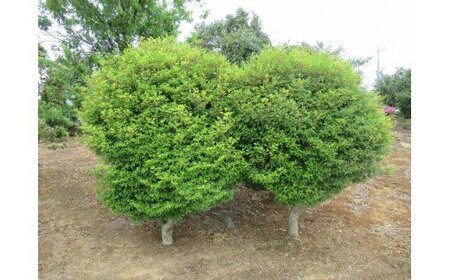 AO-5　芝生種子（25平方メートル）＆樹木（1本）