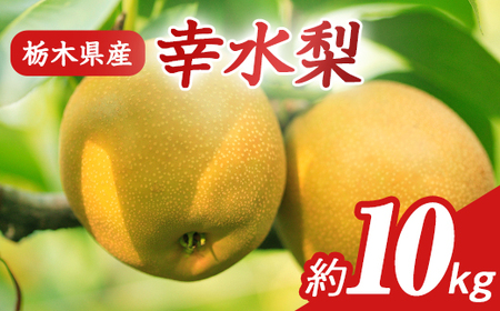 N02 梨 なし 幸水 10kg フルーツ 先行予約 2024年 8月 上旬頃 栃木県