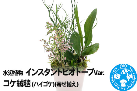 水辺植物 インスタントビオトープ Var.コケ絨毯(ハイゴケ)(寄せ植え)