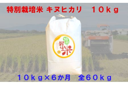 【6か月定期便】特別栽培米　キヌヒカリ　10kg＜全60kg＞　【11218-0223】