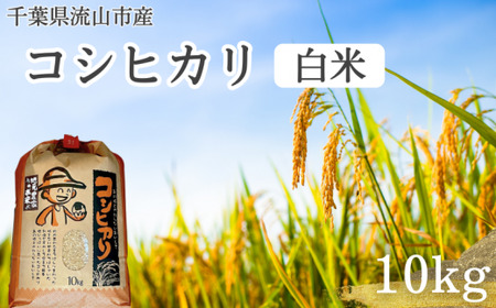 コシヒカリ 米 10kg 新川耕地 白米 単発