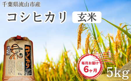 コシヒカリ 米 5kg 新川耕地 玄米 定期便6ヶ月