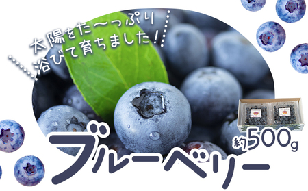 ブルーベリー 約 500g 《6月上旬-8月下旬頃出荷》 Blueberry garden IKEDA 千葉県 流山市 果物 フルーツ 青果物 くだもの ベリー