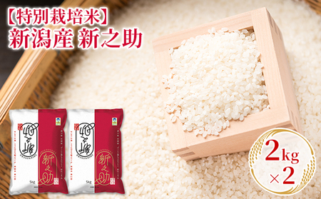 【特別栽培米】新潟産新之助 2kg×2