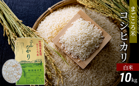 まごころ米コシヒカリ10kg（白米）