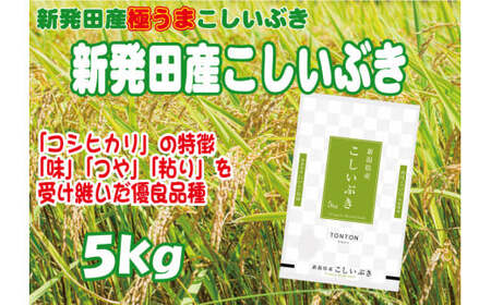 令和5年産 新潟県産こしいぶき 5kg 【 新潟県 新潟産 新潟米 新発田産 新発田 お米 米 こしいぶき とんとん市場 せいだ 5kg 数量限定 玄米 D85 】