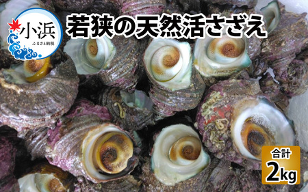 若狭湾直送！天然活さざえ 2kg