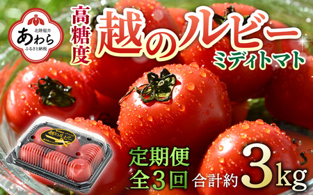 【先行予約】《定期便3回》高糖度 ミディトマト 越のルビー 約1kg 5パック（計約3kg） / 福井県産 ブランド トマト 福井県産ブランドトマト  農家直送 有機肥料 低農薬 完熟 甘い ※2024年9月下旬より順次発送