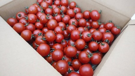 2-9-46 フルーツトマト「トマ糖＊太陽のめぐみ」フルティカ２kg