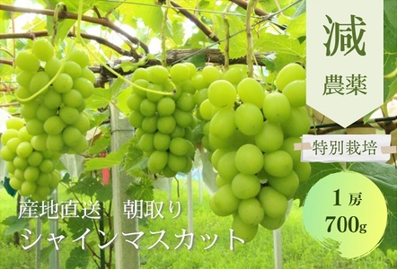 【✩先行予約✩2024年/令和6年発送分】減農薬　大粒シャインマスカット700g／1房　CF-6　山梨県産　産地直送　フルーツ　果物　くだもの　ぶどう　ブドウ　葡萄　シャイン　シャインマスカット　新鮮　人気　おすすめ　国産　贈答　ギフト　お取り寄せ