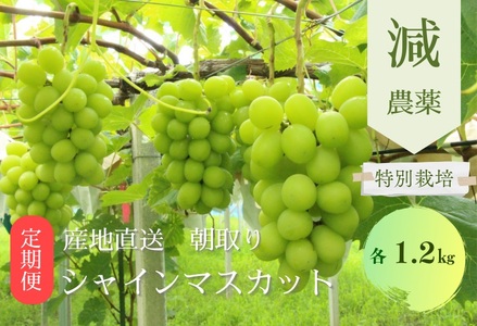 【✩先行予約✩2024年/令和6年発送分】夏と冬の減農薬シャインマスカット　2回定期便（夏1回、冬1回）各1.2kg  CF-8  [山梨 シャインマスカット]　人気　おすすめ　国産　贈答　ギフト　お取り寄せ　山梨県産　産地直送　フルーツ　果物　くだもの　ぶどう　ブドウ　葡萄　シャイン　シャインマスカット　新鮮