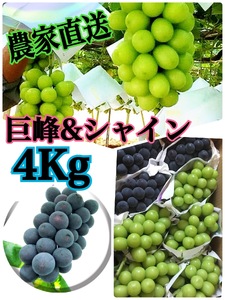 【生産者直送】巨峰＆シャインマスカットMIX 約4キロ（ISI）C7-155【葡萄 ブドウ ぶどう 期間限定】