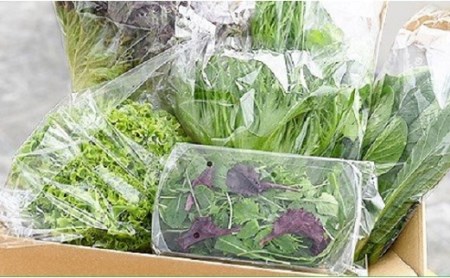 水耕 栽培 新鮮 葉物 野菜 Aセット | GreensFarm ホタル サラダ 和え物 M06S22