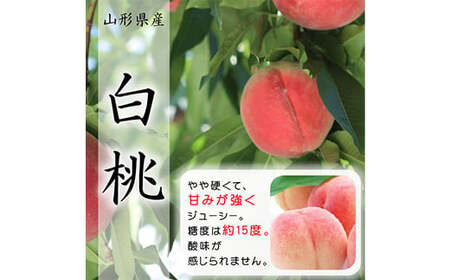 《令和6年産先行受付》山形県産 白桃 3kg 品種玉数おまかせ FSY-0017