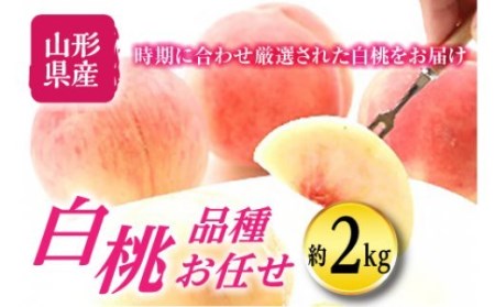 《先行予約》秋の収穫 白桃 約2kg FSY-0271