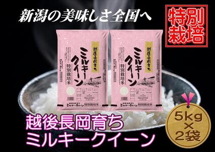 【特別栽培米】新潟県産ミルキークイーン　5kg×2袋（越後長岡育ち）