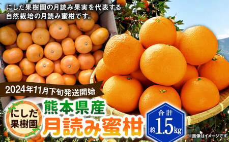 【2024年11月下旬発送開始】にしだ果樹園の熊本県産月読み蜜柑 約1.5kg