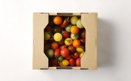 【年6回定期便】カラフルミニトマト1kg 合計6kg トマト ミニトマト