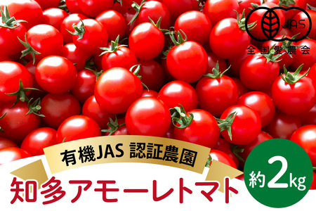 有機栽培ミニトマト　知多アモーレトマト　約2kg
