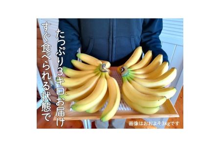 超希少！国産完熟バナナ（モッチリ系の品種）たっぷり3kg すぐ食べられる状態でお届け！