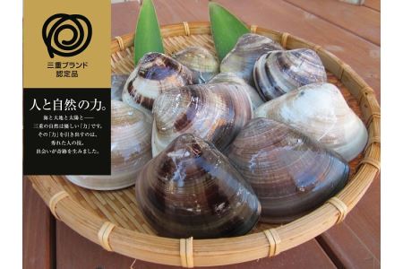 m_83　丸元水産　桑名産蛤(ハマグリ)1.2kg_はまぐり　魚介　貝