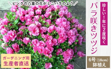 珍しい!年に2度咲くバラ咲きツツジ6号(18cm)鉢植え  (ガーデニング用)【1007745】