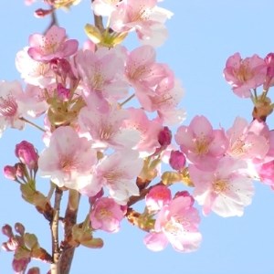 春の訪れを知らせる人気の庭木　河津桜　(庭木・果樹)【1036960】