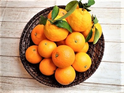 ①自然塾　季節の柑橘詰合せ【1回】