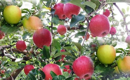 6-014-017　山口さんちの4種のりんご食べ比べ 5kg【10月下旬～発送】