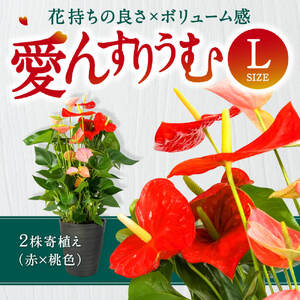 愛んすりうむ アンスリウム Ｌ（2株寄植え／大） 花 はな 観葉植物 贈り物 C17 湖東フラワー 東近江 アンスリウム  花