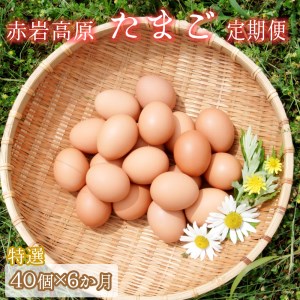 【定期便】赤岩高原たまご 40個×6か月 240個（特選） 卵 タマゴ M?L サイズ