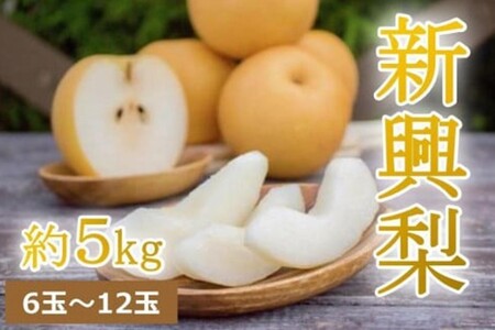 【先行予約】樹上完熟 新興梨 5kg（6～14個）（2024年10月下旬～発送）