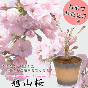【39-08】 養庄園 中品盆栽：桜盆栽