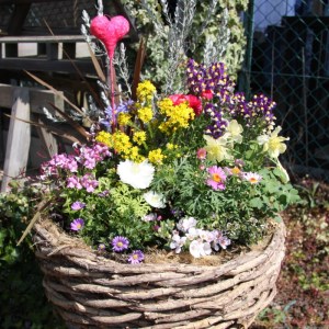 季節の花の寄せ植え 38cm鉢【005B-003】