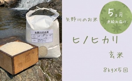 【定期便・全5回】矢野川のお米　ヒノヒカリ玄米8kgx5回