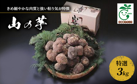 三田特産 山の芋　特選3kg