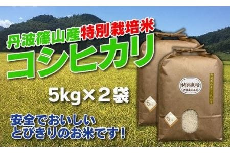 お米のおいしさ伝えたい！特別栽培米コシヒカリ5kg×2 AD15