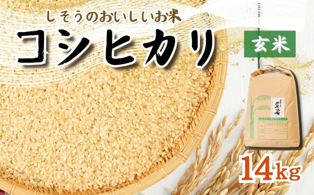 K9 【令和5年産】しそうのおいしいお米　コシヒカリ玄米14㎏