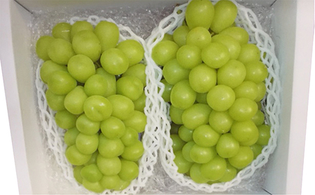 シャインマスカット 2024年発送 数量限定 ぶどう 1.2kg ブドウ 果物 フルーツ 葡萄 マスカット