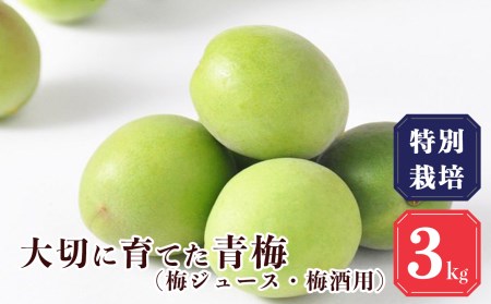 【堀内果実園】特別栽培・大切に育てた青梅(梅ジュース・梅酒用）3kg