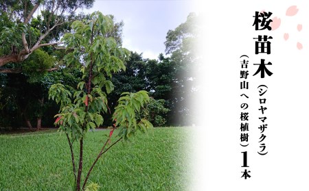 桜苗木（シロヤマザクラ）1本（吉野山への桜植樹）《一般財団法人　22世紀吉野桜を愛でる会》