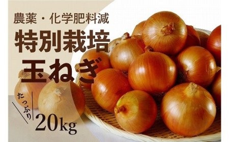 R6年産　玉ねぎ　20kg　特別栽培/011-13054-b01B