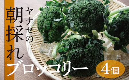 R7年産　ブロッコリー　2L×4ケ　ヤナセ農園/007-27165-a01A